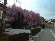 Zvornik Crvenolisna sljiva